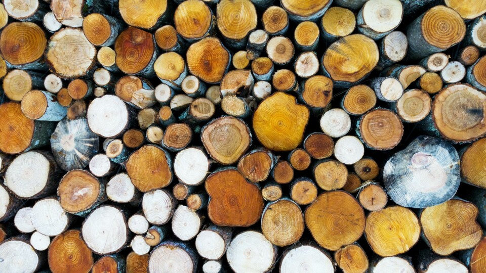Varje medlem i Svenska kyrkan nyttjar produkter från skogen varje dag.