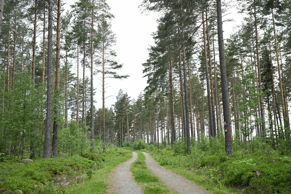 Slutreplik: Att låta skogen stå är en kortsiktig strategi