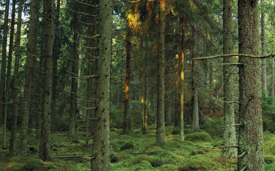 Kyrkan bör agera på hemmaplan