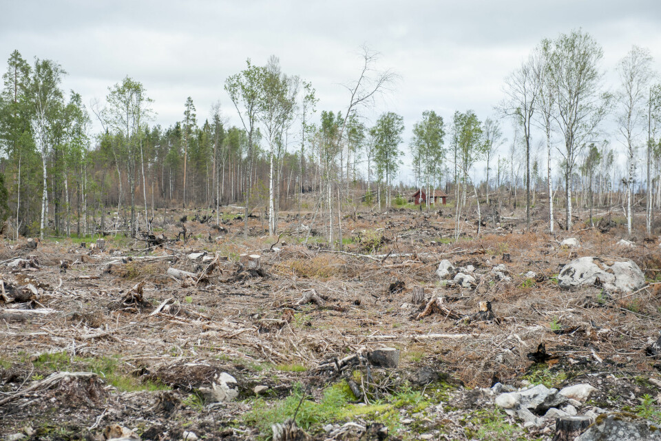 För att styrka sin berättelse har skogsindustrin utvecklat ett alldeles eget räknesätt som sägs visa att skogsbruket ger stor klimatnytt, skriver debattörerna.