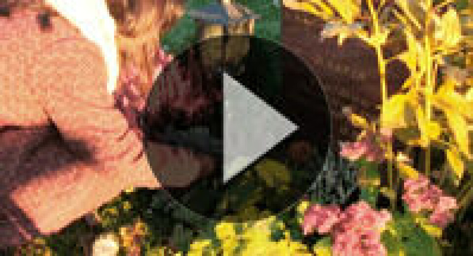 Nytt avsnitt av Magasinet om sorg, religionsfrihet och årets bästa julskiva