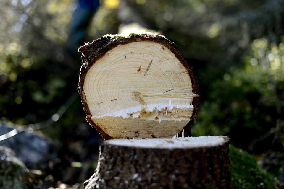 Ny väg för skogen nödvändig för trovärdigheten