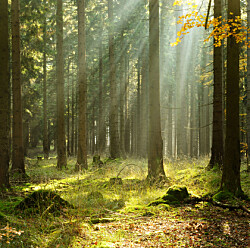 Vi ser inte längre skogen för alla träd